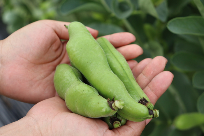 河内一寸そらまめ