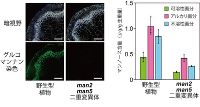 図3. man2 man5二重変異体におけるグルコマンナンの減少 左の写真は野生型植物とman2 man5二重変異体の茎のグルコマンナンを染色したものである。スケールバーは100µmを表す。右は細胞壁を分画して構成糖中のマンノース含量を調べたもので、可溶性画分、アルカリ画分、不溶性画分いずれもマンノース含量が顕著に低下していた。なお、細胞壁のマンノースの大半はグルコマンナンとして存在している。
