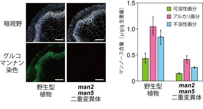 図3. man2 man5二重変異体におけるグルコマンナンの減少　左の写真は野生型植物とman2 man5二重変異体の茎のグルコマンナンを染色したものである。スケールバーは100&micro;mを表す。右は細胞壁を分画して構成糖中のマンノース含量を調べたもので、可溶性画分、アルカリ画分、不溶性画分いずれもマンノース含量が顕著に低下していた。なお、細胞壁のマンノースの大半はグルコマンナンとして存在している。