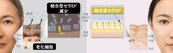 細胞老化が肌のバリア機能に重要な結合型セラミドを減少させる (イメージ図)