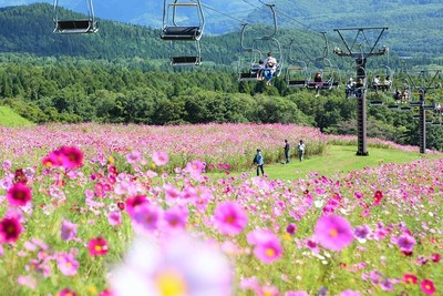 見頃の景色(過去写真)