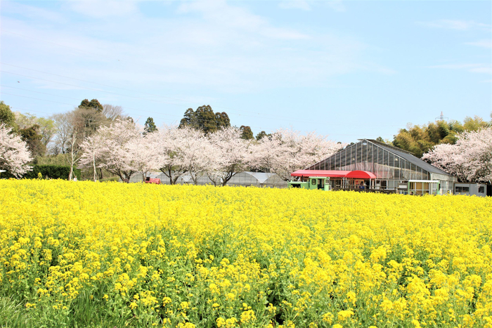 桜×菜の花の共演も ※過去開催の様子