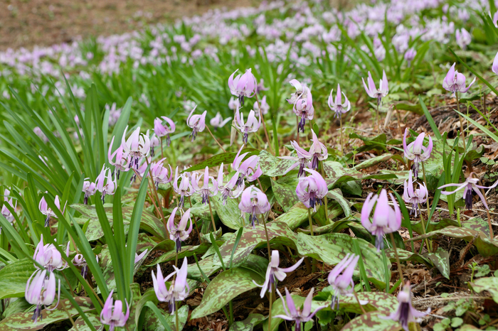 飯盛山(カタクリ群生)