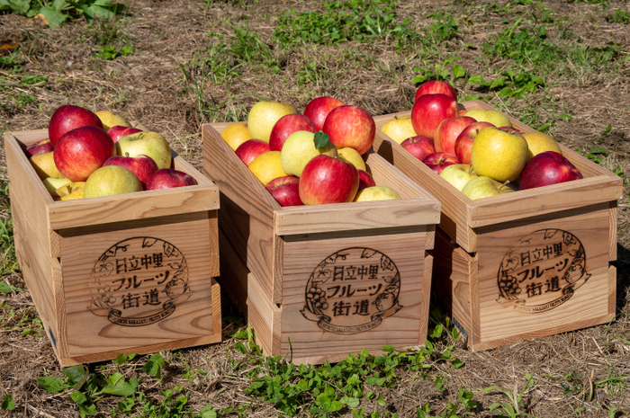 様々な品種を栽培しています。