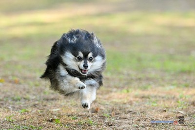 目指すはゴールで待つ家族