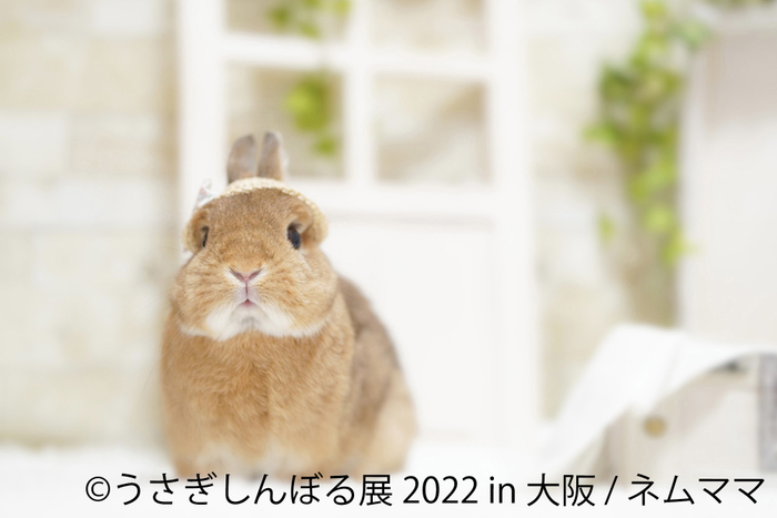 展示作品2