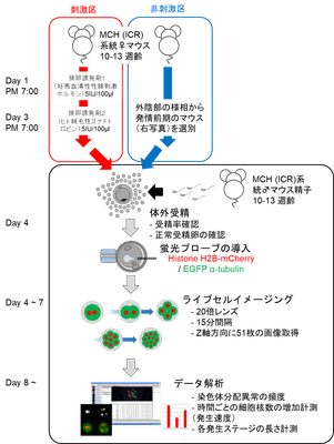 図1 実験の流れ