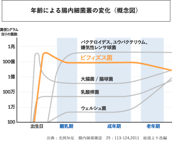 年齢による腸内細菌叢の変化(概念図)