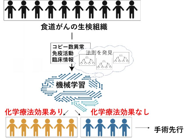 ゲノム免疫情報とAIによる食道がんの術前化学療法の効果予測