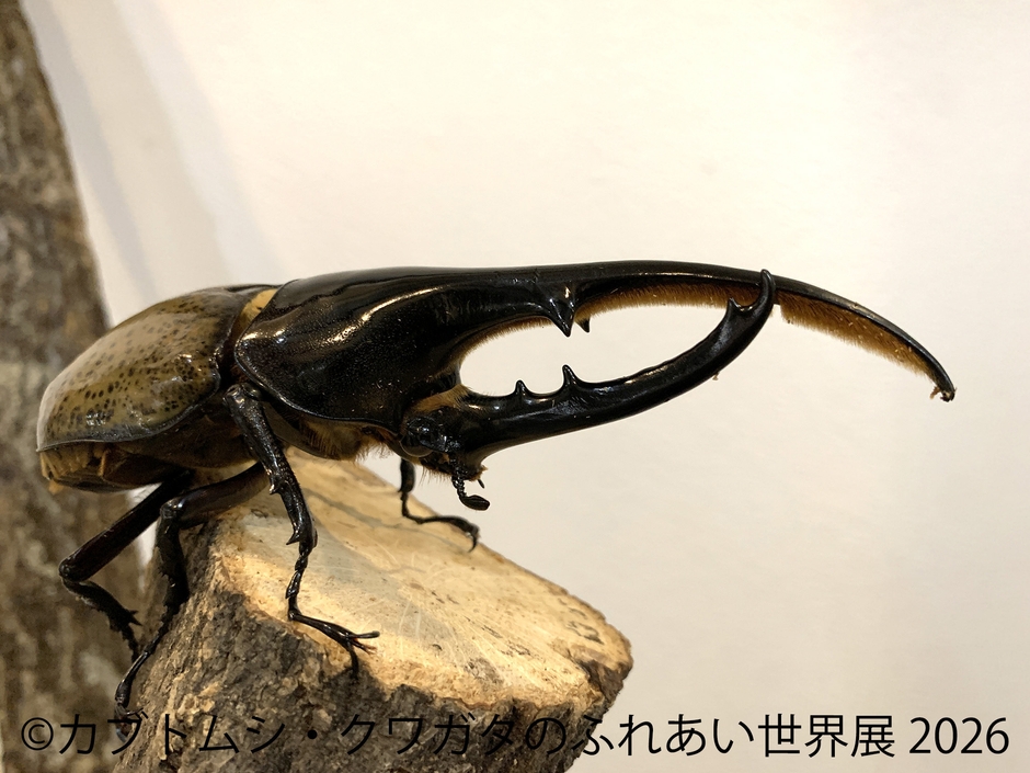 ヘラクレス(1)