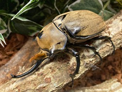 外国産エレファスゾウカブトムシ