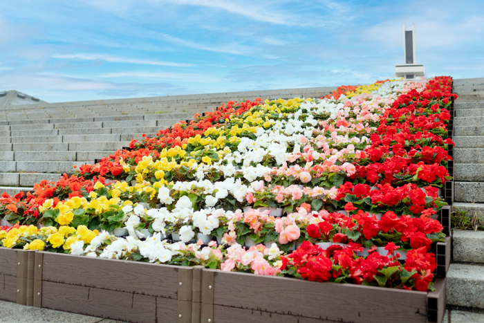 大階段特設花壇