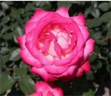 バラ&lsquo;聖火&rsquo;