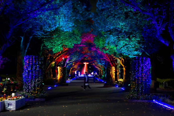 花のプロムナード　ライトアップの様子