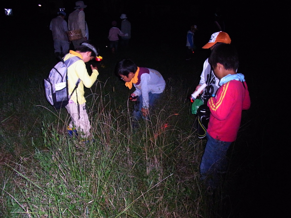 夜の生物探しの様子(過去の開催時の様子)