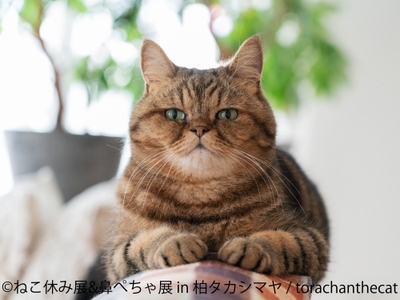 ねこ休み展 展示作品:torachanthecat