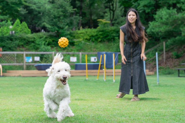 大型ドックラン