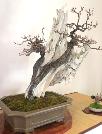 早春の盆栽展（過去の様子）