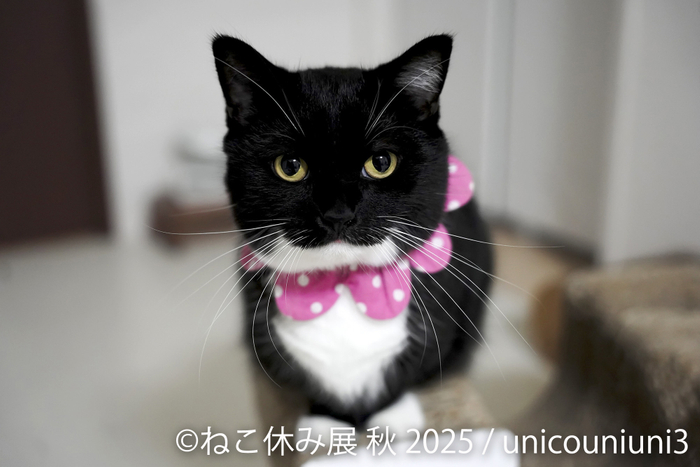 展示作品:unicouniuni3