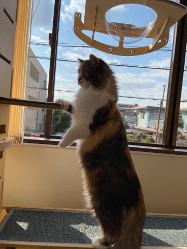 お泊り猫の様子(6)