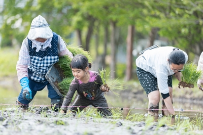 昔ながらの“手植え”に挑戦
