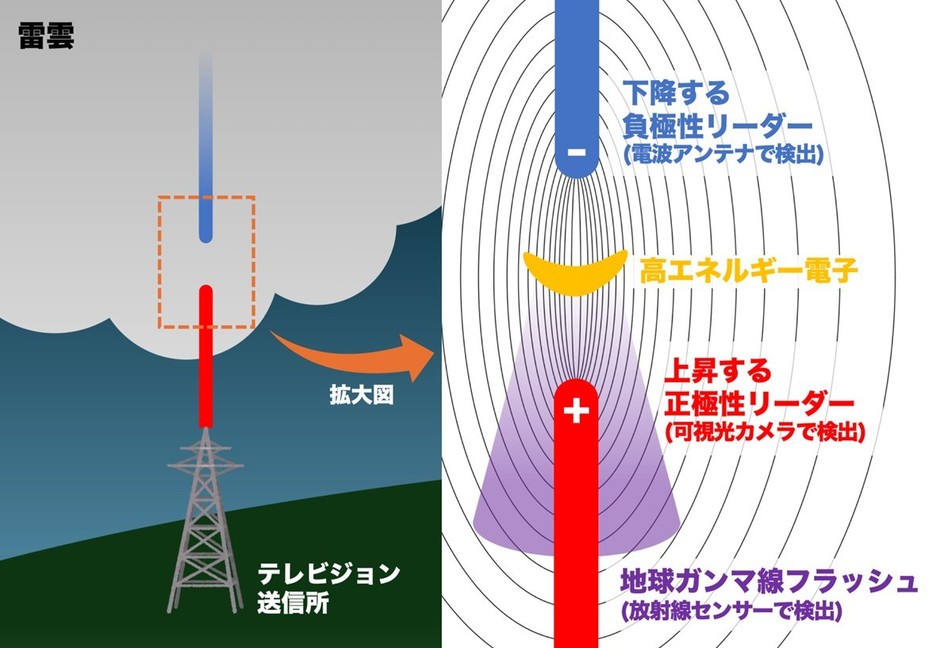 図2:地球ガンマ線フラッシュの発生メカニズムを示す模式図