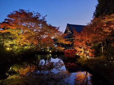 紫雲の庭