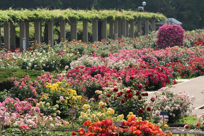 ばら園（令和７年撮影）