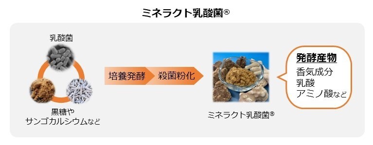 図2 ミネラクト乳酸菌の製造工程イメージ