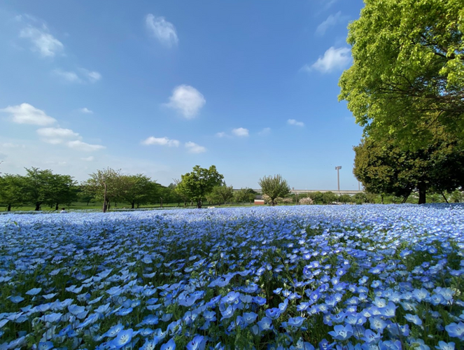 舎人公園のネモフィラ花壇(昨年の様子)　