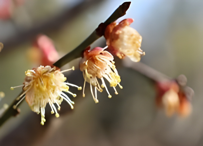 ウメ&lsquo;酈懸(てっけん)&rsquo;（令和７年撮影）