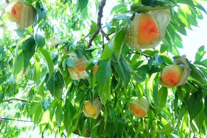 光農園
