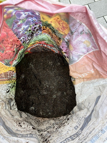 土に仕上がったコーヒーかす堆肥を混ぜる