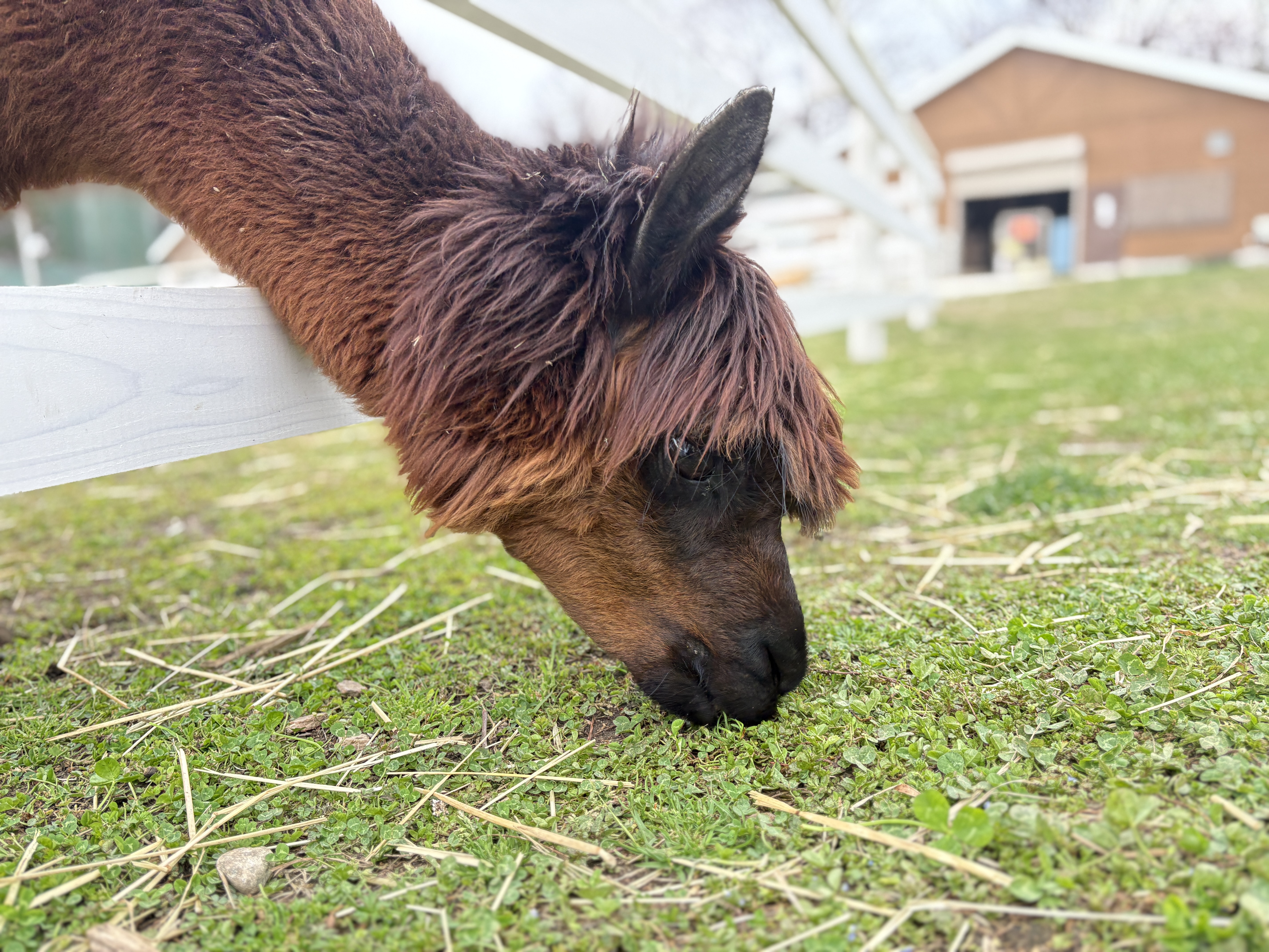 命(メイ)ちゃん(茶色)