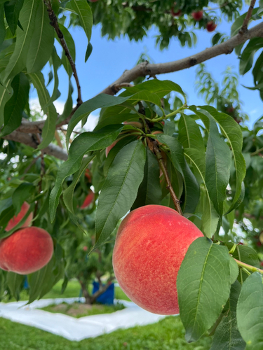 山梨・カネミ農園さんから届く桃