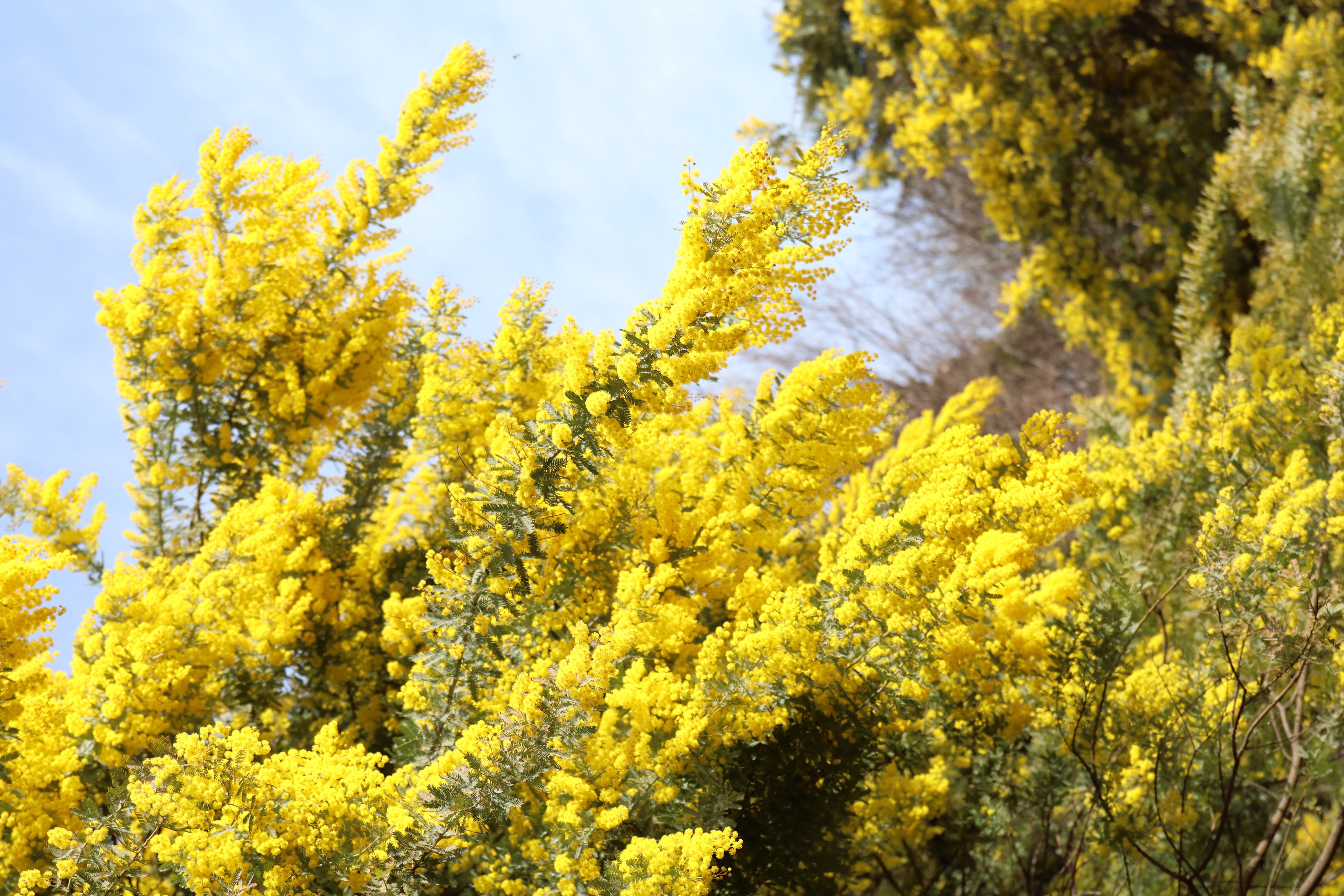 3月1日のミモザの様子