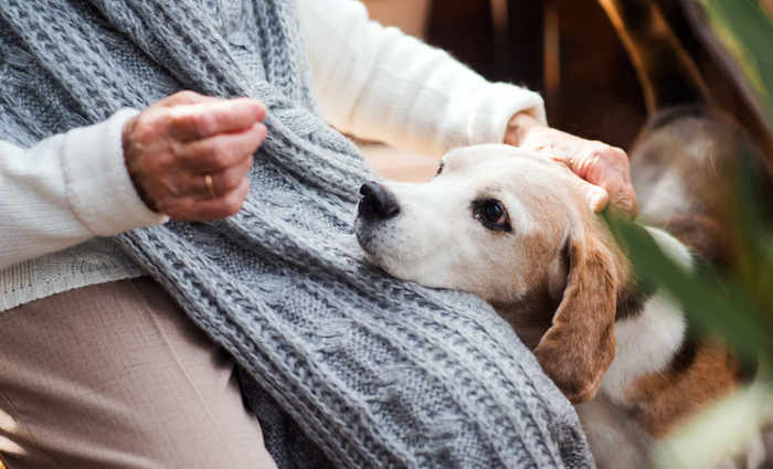 よく犬のお悩みサイトなどでも見かける、シニア犬のお散歩はいつまで必要なのか?について解説していきます。