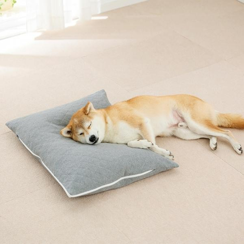シニア犬の寝姿に寄り添うクッション