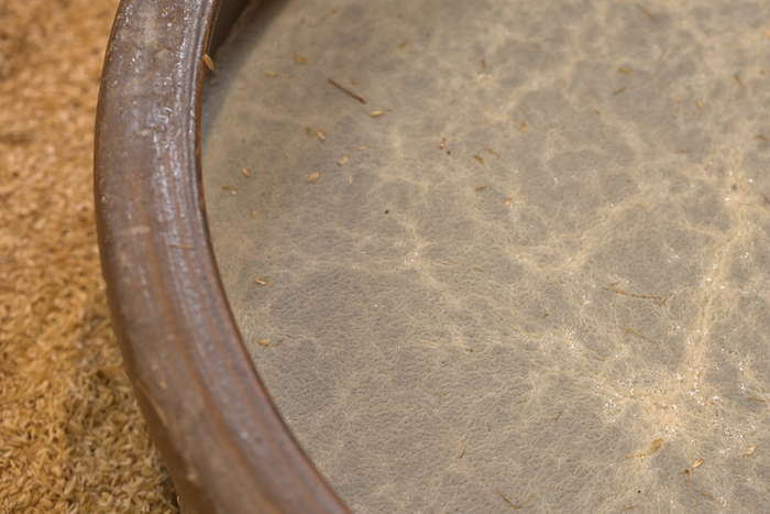 酢酸菌がつくるちりめん膜