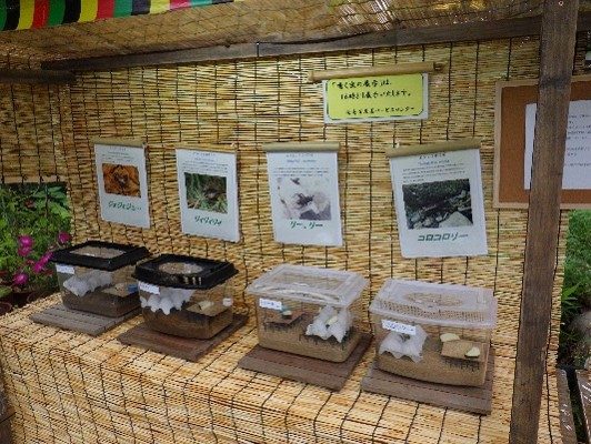 虫の展示（昨年の様子）