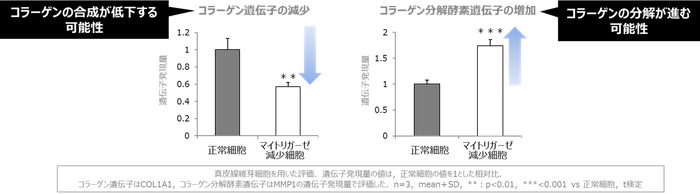 図2 マイトリガーゼの減少とコラーゲン合成・分解との関係