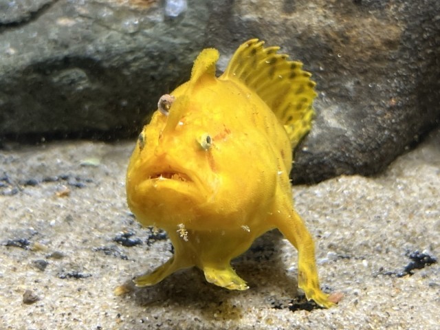 カエルアンコウ