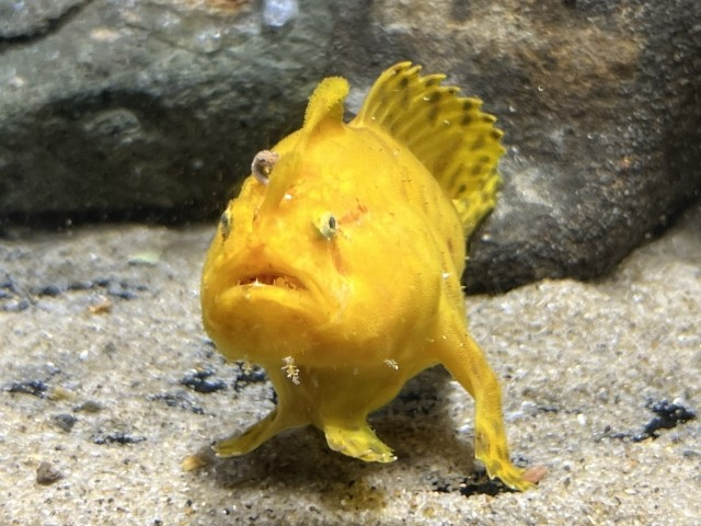 カエルアンコウ