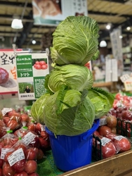 ＼幻と言われる「嬬恋キャベツ419」が登場／ 地元農家さんのお野菜をお得にゲット　 群馬県渋川市『上州・村の駅』「むらの夏野菜まつり」 8月2日(土)～8月31日(日)まで開催