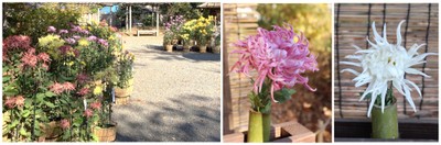 古典菊の展示（昨年の様子）