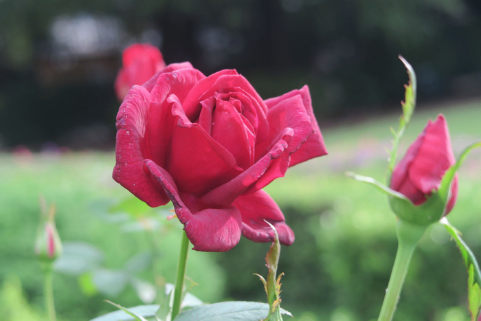 オクラホマ（10月9日撮影）