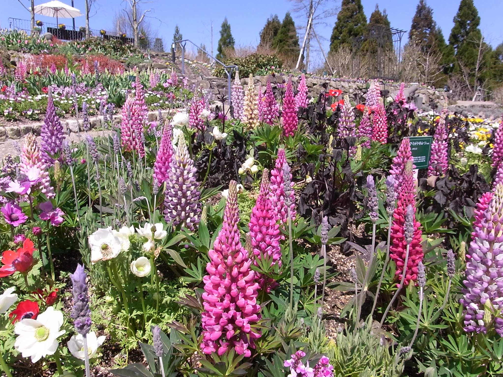 ルピナス (4月中旬～6月上旬)