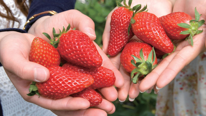 アグリス浜名湖いちご狩り体験（30分食べ放題）