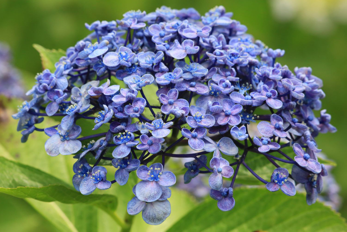 ウズアジサイ（ガクアジサイ系）