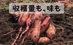 味も収穫量も